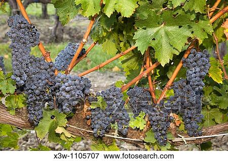 europe, italy, tuscany, chianti, vineyards, grapes View Large Photo Image Stock Photo - europe, italy, tuscany, chianti, vineyards, grapes. Fotosearch