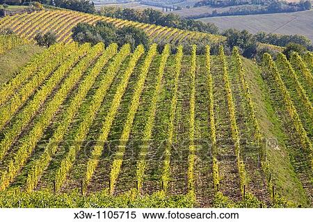 europe, italy, tuscany, chianti, vineyards View Large Photo Image Stock Photography - europe, italy, tuscany, chianti, vineyards. Fotosearch