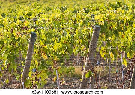 europe, italy, tuscany, montalcino, vineyards View Large Photo Image Stock Image - europe, italy, tuscany, montalcino, vineyards. Fotosearch