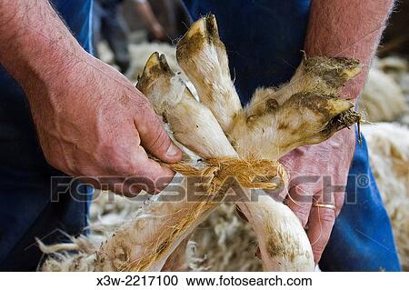 europe, italy, tuscany, serre di rapolano, crete senesi area, olivera ranch, sheeps, sheep-shearing. View Large Photo Image Stock Image - europe, italy, tuscany, serre di rapolano, crete senesi area, olivera ranch, sheeps, sheep-shearing.. Fotosearch