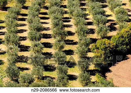 Europe, Italy, Tuscany, Val d? Orcia, olive trees. View Large Photo Image Stock Photograph - Europe, Italy, Tuscany, Val d? Orcia, olive trees.. Fotosearch