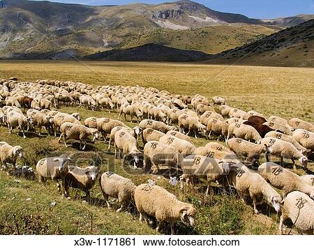 Stock Image - europe, macedonia, mavrovo national park, mountains between mavrovo and galicnik, flock of sheeps. Fotosearch