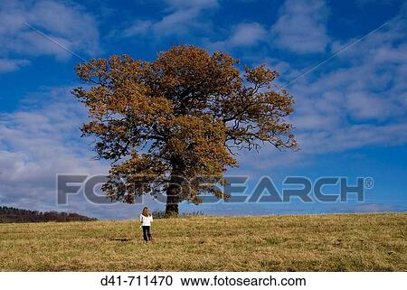 Europe, UK, England, Surrey, oak tree in autumn View Large Photo Image Stock Image - Europe, UK, England, Surrey, oak tree in autumn. Fotosearch