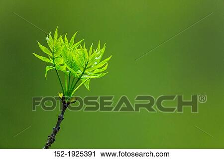 European Ash (Fraxinus excelsior), Fuentes del Narcea, Degana and Ibias Natural Park, Asturias, Spain, Europe View Large Photo Image Stock Image - European Ash (Fraxinus excelsior), Fuentes del Narcea, Degana and Ibias Natural Park, Asturias, Spain, Europe. Fotosearch
