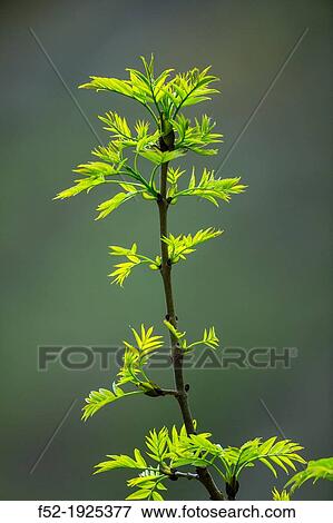 European Ash (Fraxinus excelsior), Fuentes del Narcea, Degana and Ibias Natural Park, Asturias, Spain, Europe View Large Photo Image Stock Photo - European Ash (Fraxinus excelsior), Fuentes del Narcea, Degana and Ibias Natural Park, Asturias, Spain, Europe. Fotosearch