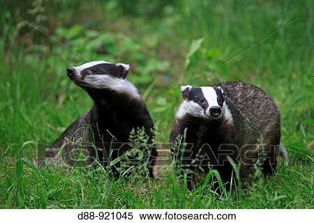 Stock Photography - European Badger (Meles meles). Fotosearch