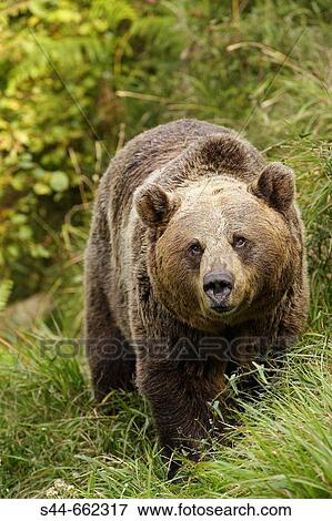 Stock Photo - European Bear (Ursus arctos) Picos de Europa. Spain.. Fotosearch
