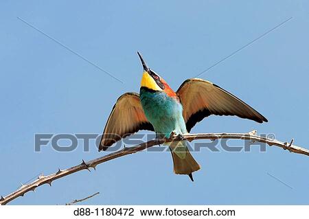 European Bee-eater Kerkini Lake Greece Merops apiaster Order: Coraciiformes Family: Meropidae. View Large Photo Image Stock Image - European Bee-eater Kerkini Lake Greece Merops apiaster Order: Coraciiformes Family: Meropidae.. Fotosearch