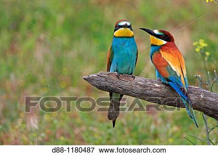 Stock Photo - European Bee-eater Kerkini Lake Greece Merops apiaster Order: Coraciiformes Family: Meropidae.. Fotosearch