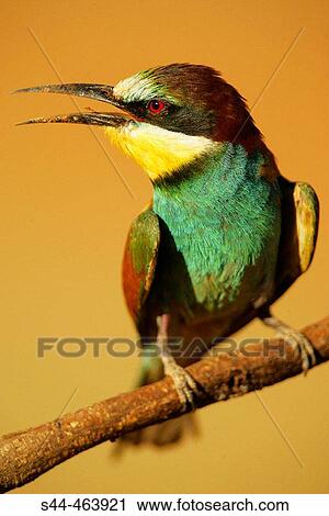 European Bee Eater (Merops apiaster) on perch. Sevilla, Andalusia, Spain View Large Photo Image Stock Image - European Bee Eater (Merops apiaster) on perch. Sevilla, Andalusia, Spain. Fotosearch