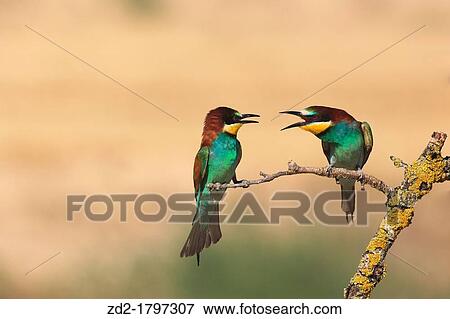 Stock Photo - European Bee-eater Merops apiaster pair perched and calling on branch Lleida Catalonia Spain. Fotosearch