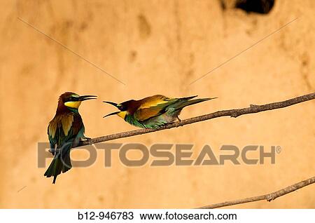 Stock Image - European Bee Eater (Merops apiaster). Fotosearch
