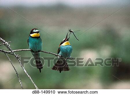 European Bee-eater (Merops apiaster) View Large Photo Image Stock Image - European Bee-eater (Merops apiaster). Fotosearch