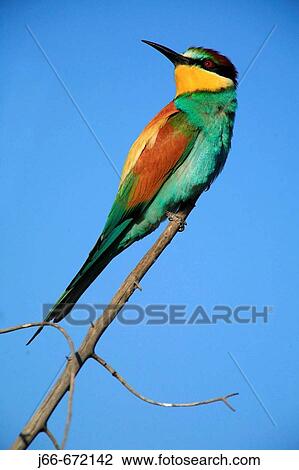 European Bee Eater (Merops apiaster). Soneja. Castell? n province, Spain View Large Photo Image Stock Image - European Bee Eater (Merops apiaster). Soneja. Castell? n province, Spain. Fotosearch