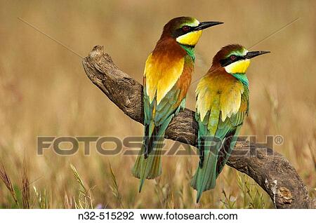 European Bee Eater (Merops apiaster). MBlaga province, Andalusia. Spain View Large Photo Image Stock Image - European Bee Eater (Merops apiaster). MBlaga province, Andalusia. Spain. Fotosearch