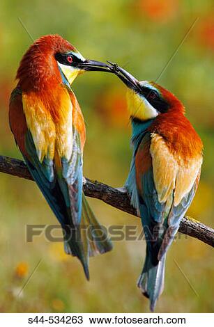 European Bee Eater (Merops apiaster) View Large Photo Image Stock Image - European Bee Eater (Merops apiaster). Fotosearch