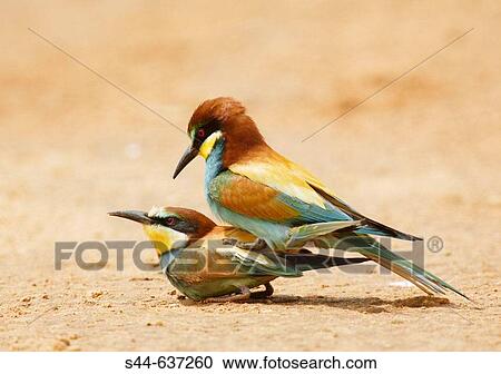 Stock Image - European Bee Eater (Merops apiaster) mating. Fotosearch