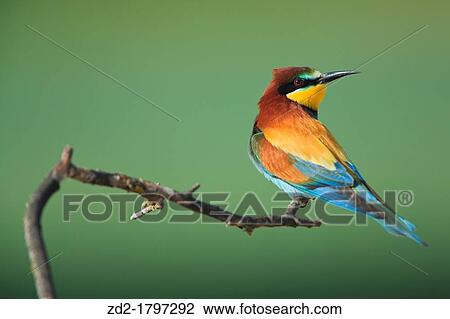 Stock Image - European Bee-eater Merops apiaster perched on branch Lleida Catalonia Spain. Fotosearch