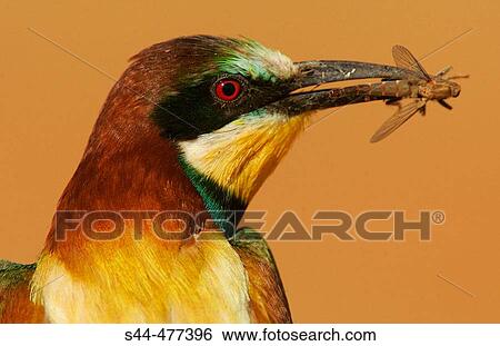 European Bee Eater (Merops apiaster). Sevilla, Andalusia, Spain View Large Photo Image Stock Photograph - European Bee Eater (Merops apiaster). Sevilla, Andalusia, Spain. Fotosearch