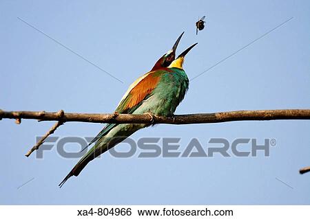 European Bee Eater (Merops apiaster). Comunidad Valenciana, Spain View Large Photo Image Stock Photograph - European Bee Eater (Merops apiaster). Comunidad Valenciana, Spain. Fotosearch