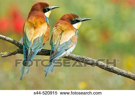 European Bee Eater (Merops apiaster). Sevilla, Andalusia, Spain View Large Photo Image Stock Photography - European Bee Eater (Merops apiaster). Sevilla, Andalusia, Spain. Fotosearch