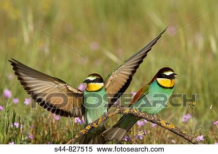 European Bee-eater (Merops apiaster). Sevilla province, Andalucia, Spain View Large Photo Image Stock Photography - European Bee-eater (Merops apiaster). Sevilla province, Andalucia, Spain. Fotosearch