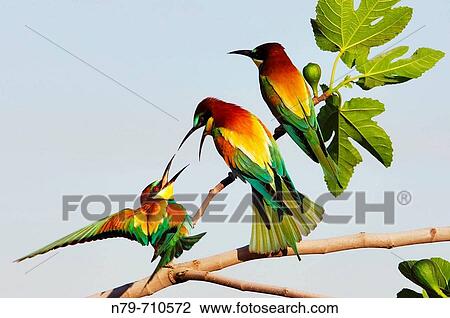Stock Image - European Bee Eater(Merops apiaster), Valle de Alcudia, Ciudad Real, Espaa.. Fotosearch