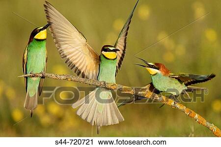 European Bee Eaters (Merops apiaster). Andalusia. Spain View Large Photo Image Stock Image - European Bee Eaters (Merops apiaster). Andalusia. Spain. Fotosearch