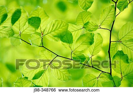 European Beech (Fagus sylvatica) leaves in spring. Bavaria, Germany View Large Photo Image Stock Photograph - European Beech (Fagus sylvatica) leaves in spring. Bavaria, Germany. Fotosearch