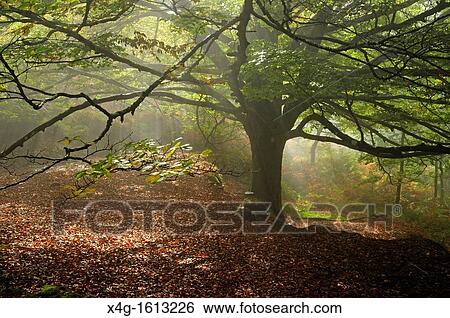 Stock Photograph - European Beech Fagus sylvatica, Galicia, Spain. Fotosearch