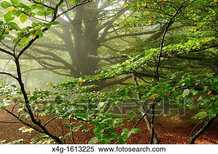 European Beech Fagus sylvatica, Galicia, Spain View Large Photo Image Stock Photography - European Beech Fagus sylvatica, Galicia, Spain. Fotosearch