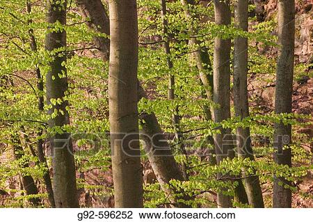 European Beech forest (Fagus sylvatica) in spring. Sk? ne National Park. Sk? ne, Sweden View Large Photo Image Stock Image - European Beech forest (Fagus sylvatica) in spring. Sk? ne National Park. Sk? ne, Sweden. Fotosearch
