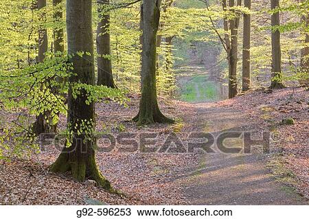 Stock Image - European Beech forest (Fagus sylvatica) in spring. Sk? ne National Park. Sk? ne, Sweden. Fotosearch