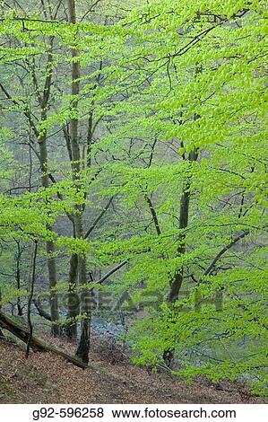 European Beech forest (Fagus sylvatica) in spring. Sk? ne National Park. Sk? ne, Sweden View Large Photo Image Stock Photo - European Beech forest (Fagus sylvatica) in spring. Sk? ne National Park. Sk? ne, Sweden. Fotosearch