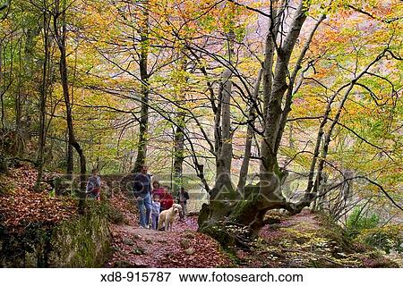 European Beech or Common Beech Fagus sylvatica Beechwood in Urederra spring Natural Reserve Baquedano, Navarre, Spain View Large Photo Image Stock Photo - European Beech or Common Beech Fagus sylvatica Beechwood in Urederra spring Natural Reserve Baquedano, Navarre, Spain. Fotosearch