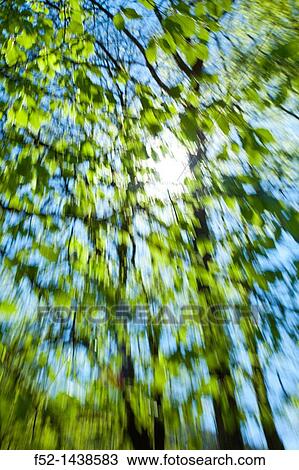 European Beech or Common Beech forest, Saja-Besaya Natural Park, Cantabria, Spain, Europe View Large Photo Image Stock Image - European Beech or Common Beech forest, Saja-Besaya Natural Park, Cantabria, Spain, Europe. Fotosearch