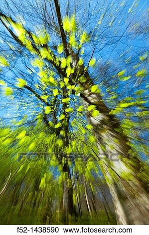 Stock Image - European Beech or Common Beech forest, Saja-Besaya Natural Park, Cantabria, Spain, Europe. Fotosearch