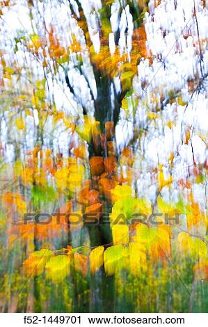 European Beech or Common Beech forest, Ucieda forest, Saja-Besaya Natural Park, Cantabria, Spain, Europe. View Large Photo Image Stock Image - European Beech or Common Beech forest, Ucieda forest, Saja-Besaya Natural Park, Cantabria, Spain, Europe.. Fotosearch