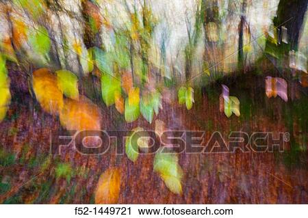 European Beech or Common Beech forest, Ucieda forest, Saja-Besaya Natural Park, Cantabria, Spain, Europe View Large Photo Image Stock Image - European Beech or Common Beech forest, Ucieda forest, Saja-Besaya Natural Park, Cantabria, Spain, Europe. Fotosearch