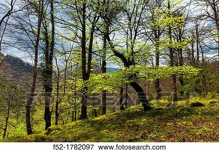 European Beech or Common Beech forest, Saja-Besaya Natural Park, Cantabria, Spain, Europe. View Large Photo Image Stock Photo - European Beech or Common Beech forest, Saja-Besaya Natural Park, Cantabria, Spain, Europe.. Fotosearch