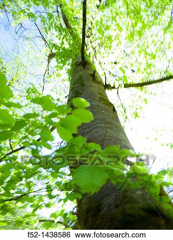 Stock Photograph - European Beech or Common Beech forest, Saja-Besaya Natural Park, Cantabria, Spain, Europe. Fotosearch
