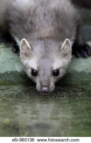 European Beech / Stone Marten Martes foina, drinking from pool, Germany View Large Photo Image Stock Photograph - European Beech / Stone Marten Martes foina, drinking from pool, Germany. Fotosearch