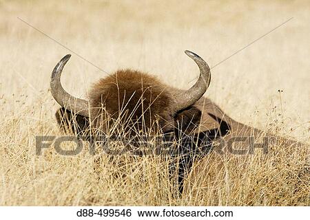 European bison (Bison bonasus). Reintroduced from Bialowieza forest in Poland. Alpes-Maritimes. France. View Large Photo Image Stock Photograph - European bison (Bison bonasus). Reintroduced from Bialowieza forest in Poland. Alpes-Maritimes. France.. Fotosearch