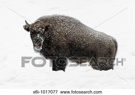 European Bison, Bison bonasus, young bull, covered in snow, Germany View Large Photo Image Stock Photo - European Bison, Bison bonasus, young bull, covered in snow, Germany. Fotosearch