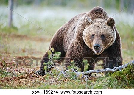 Picture - European brown bear in the Scandinavian taiga. Kainuu Region. Finland. Europe. Fotosearch