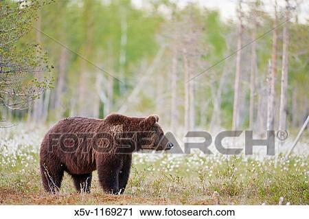 Stock Image - European brown bear in the Scandinavian taiga. Kainuu Region. Finland. Europe. Fotosearch