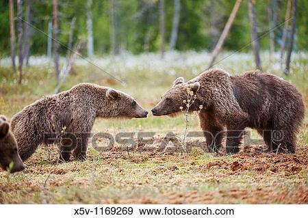 European brown bear in the Scandinavian taiga. Games adolescents. Kainuu Region. Finland. Europe View Large Photo Image Stock Photo - European brown bear in the Scandinavian taiga. Games adolescents. Kainuu Region. Finland. Europe. Fotosearch