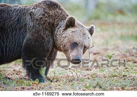 European brown bear in the Scandinavian taiga. Kainuu Region. Finland. Europe View Large Photo Image Stock Photography - European brown bear in the Scandinavian taiga. Kainuu Region. Finland. Europe. Fotosearch