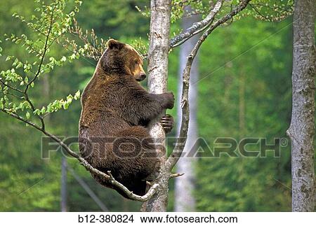 Picture - European Brown Bear (Ursus arctos). Climbing a Tree. Fotosearch