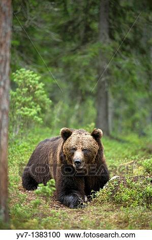 European Brown Bear Ursus arctos, Finland View Large Photo Image Stock Image - European Brown Bear Ursus arctos, Finland. Fotosearch